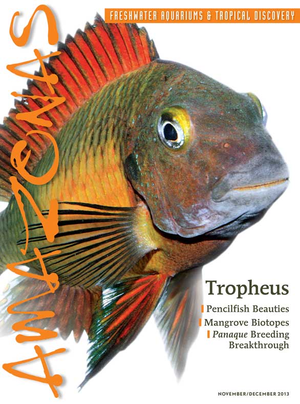 Amazonas Vol 2.6 2013: Tropheus