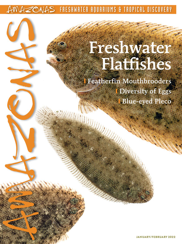 Amazonas Vol 11.1 2022: Freshwater Flatfishes