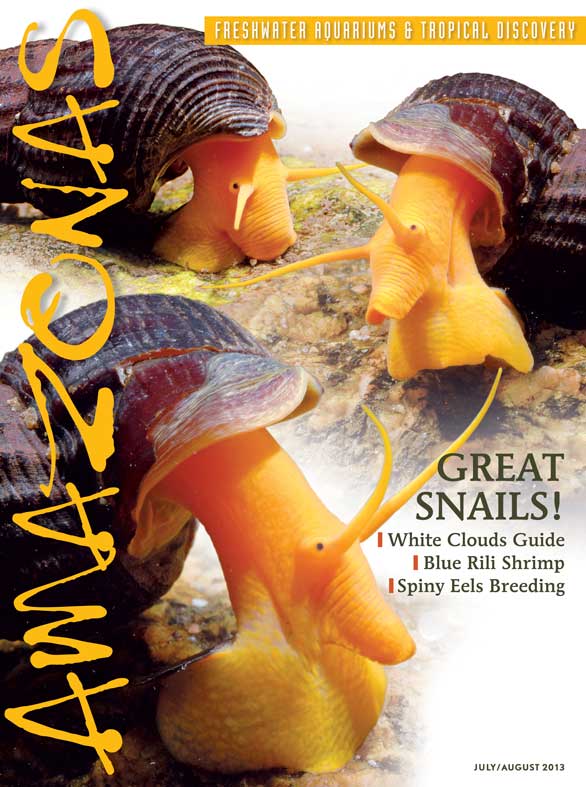 Amazonas Vol 2.4 2013: Great Snails