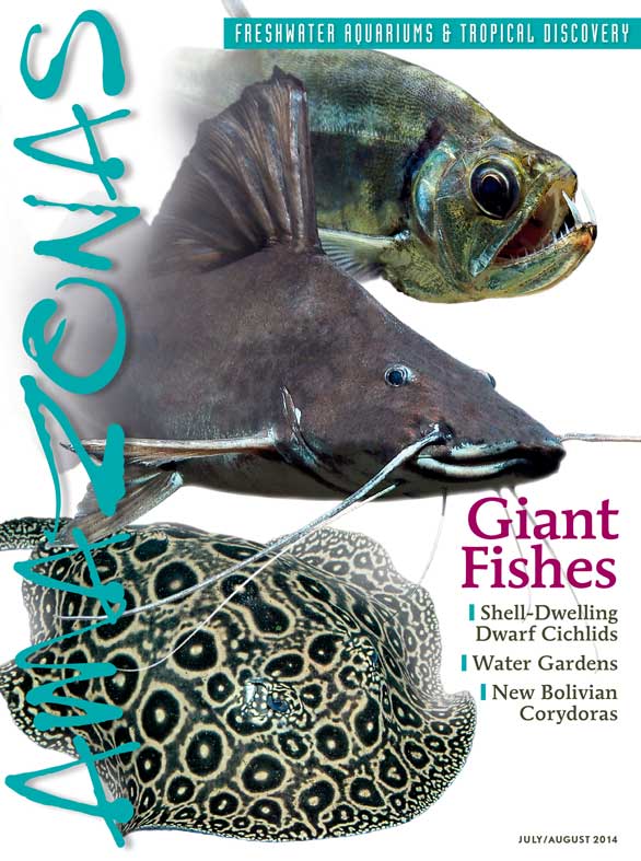 Amazonas Vol 3.4 2014: Giant Fishes