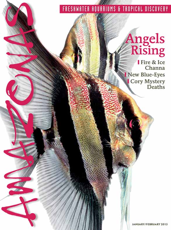 Amazonas Vol 2.1 2013: Angels Rising