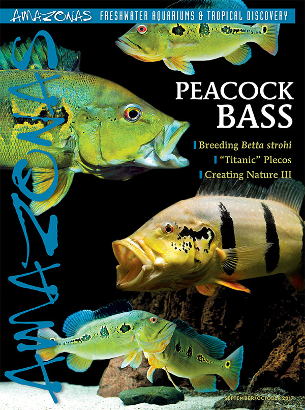 Amazonas Vol 6.5 2017: Peacock Bass