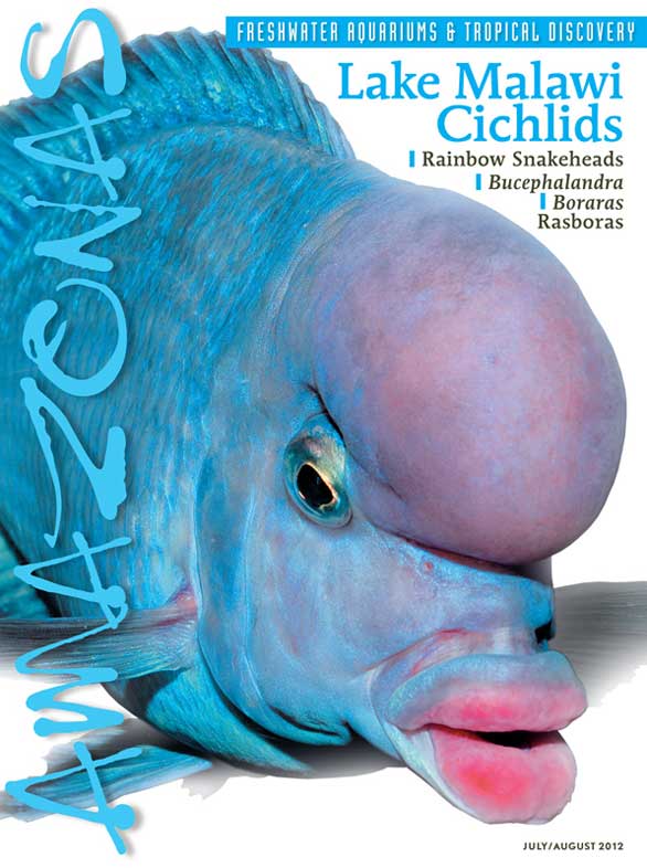 Amazonas Vol 1.4 2012: Lake Malawi Cichlids