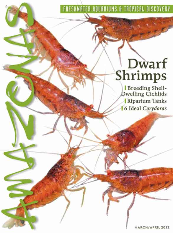 Amazonas Vol 1.2 2012: Dwarf Shrimps