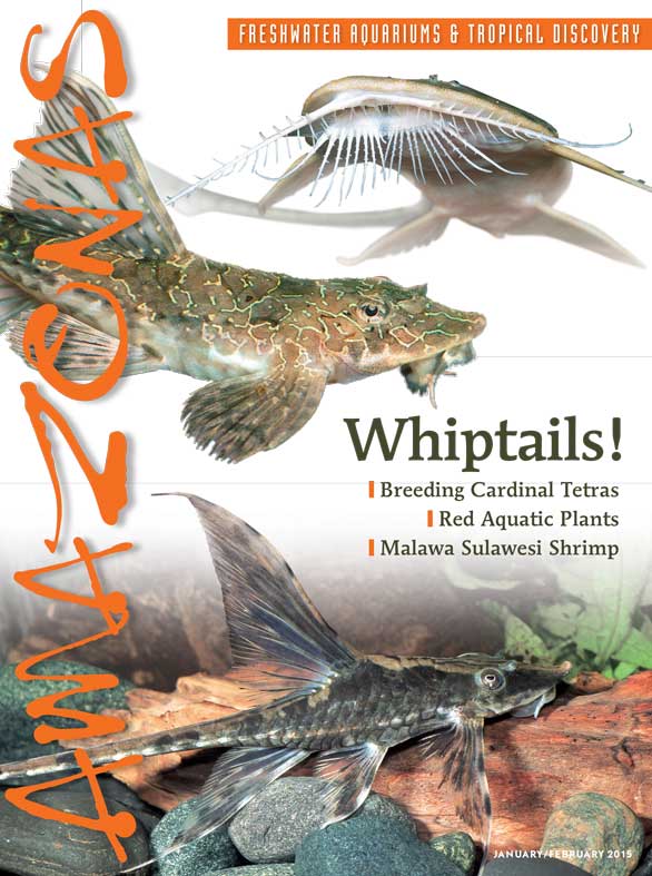 Amazonas Vol 4.1 2015: Whiptails!