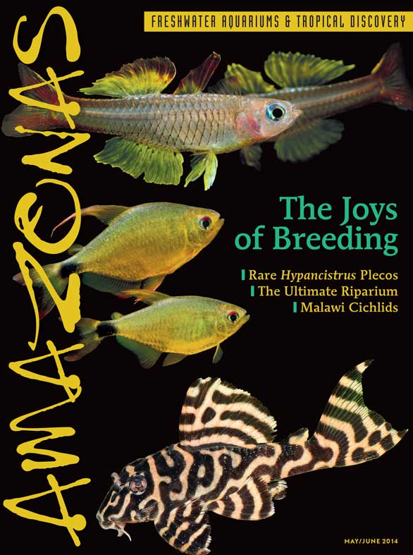 Amazonas Vol 3.3 2014: The Joys of Breeding