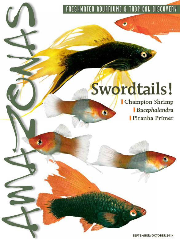 Amazonas Vol 3.5 2014: Swordtails!