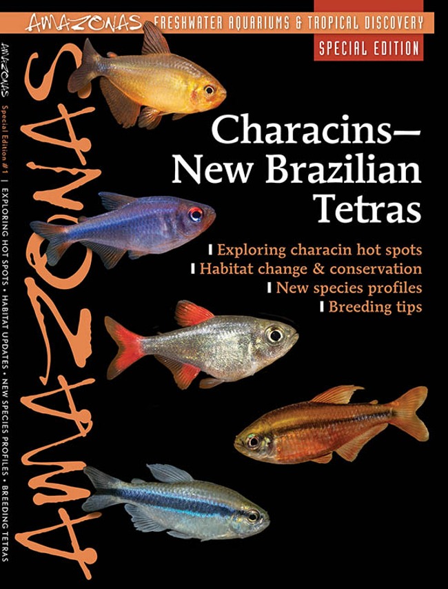 Amazonas Sp1: Characins—New Brazilian Tetras