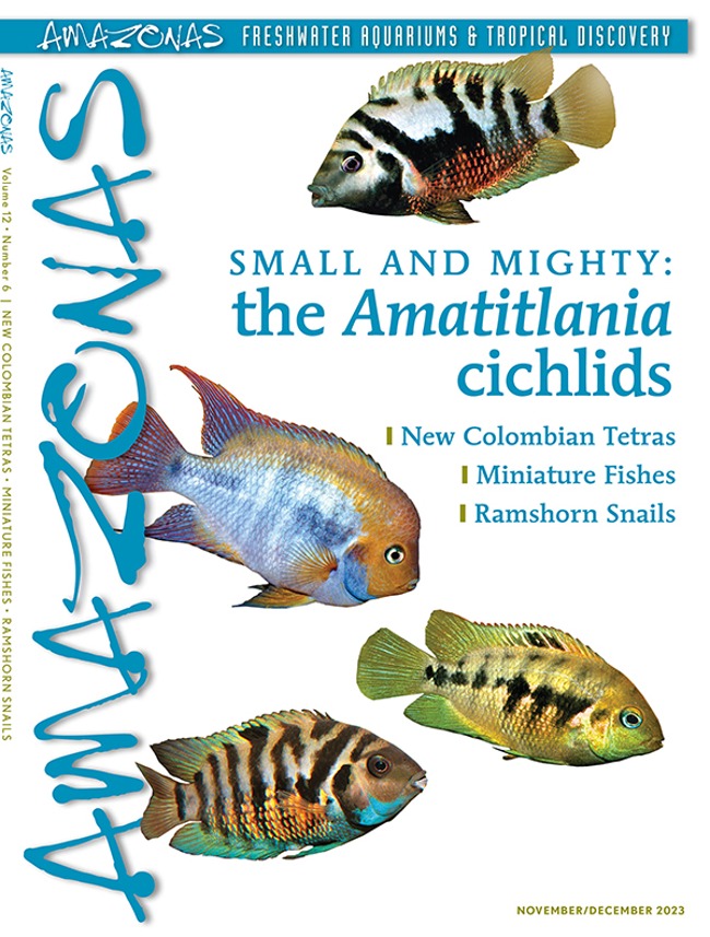 Amazonas Vol 12.6: The Amatitlania cichlids