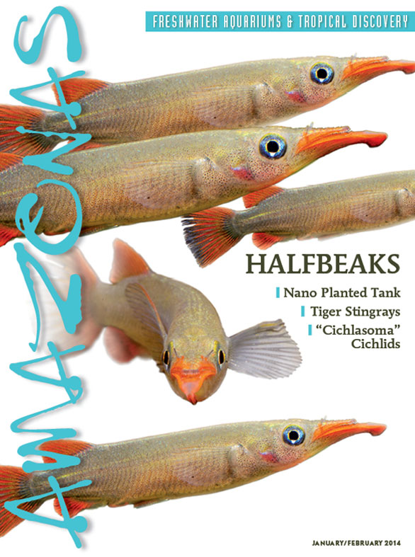 Vol 3.1 2014: Halfbeaks