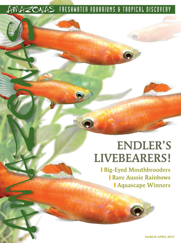 Vol 6.2 2017: Endler&#039;s Livebearers!