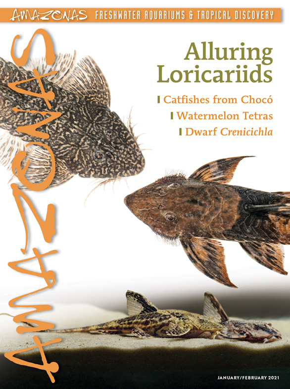 Amazonas Vol 10.1 2021: Alluring Loricariids