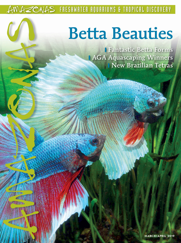 Amazonas Vol 8.2 2019: Betta Beauties