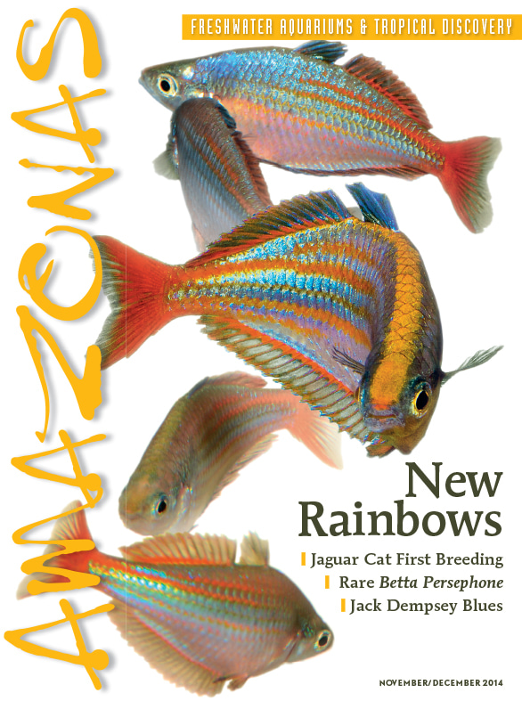 Amazonas Vol 3.6 2014: New Rainbows