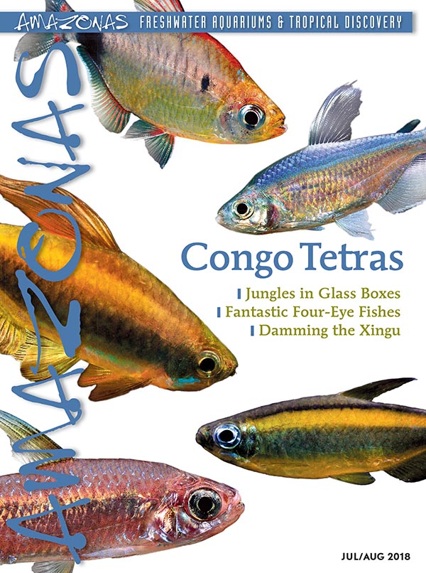 Amazonas Vol 7.4 2018: Congo Tetras