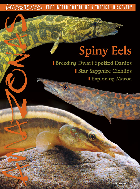 Amazonas Vol 10.2 2021: Spiny Eels