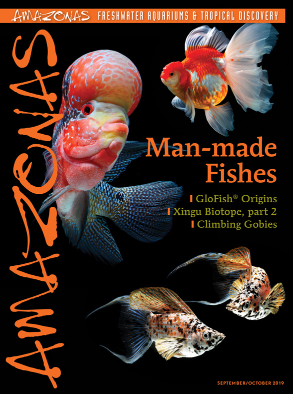Amazonas Vol 8.5 2019: Man-made Fishes