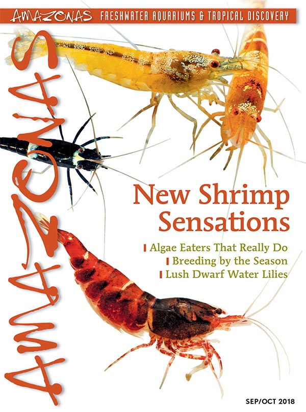 Amazonas Vol 7.5 2018: New Shrimp Sensations