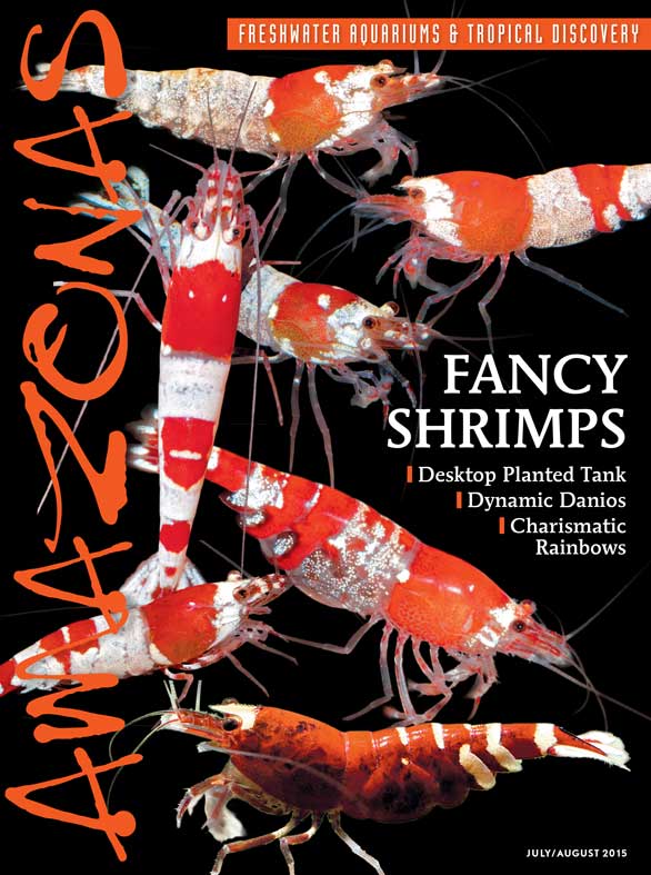 Amazonas Vol 4.4 2015: Fancy Shrimps