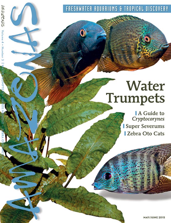 Vol 4.3 2015: Water Trumpets