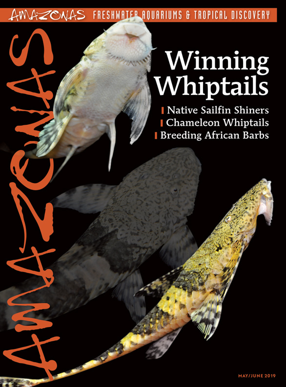 Amazonas Vol 8.3 2019: Winning Whiptails