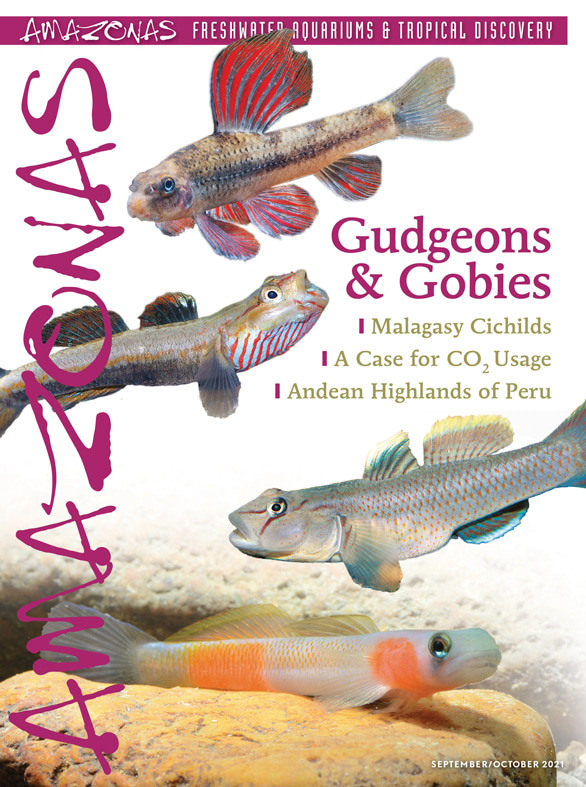 Amazonas Vol 10.5 2021: Gudgeons &amp; Gobies