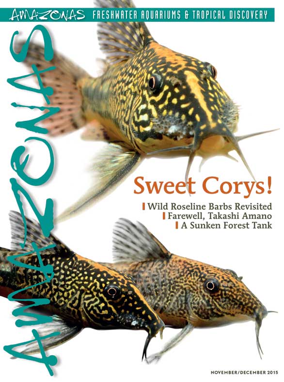 Amazonas Vol 4.6 2015: Sweet Corys!