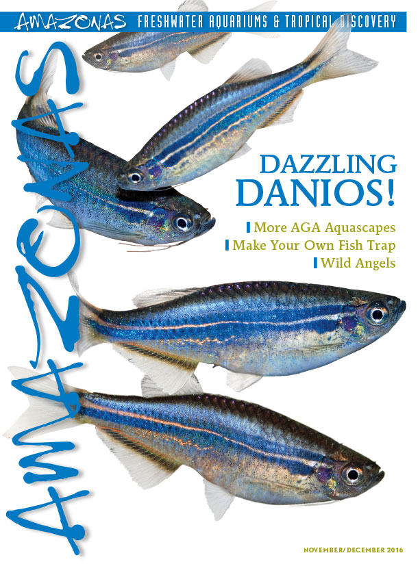 Amazonas Vol 5.6 2016: Dazzling Danios!