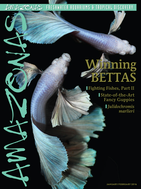 Amazonas Vol 5.1 2016: Winning Bettas