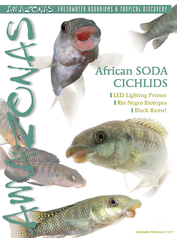 Vol 6.1 2017: African Soda Cichlids