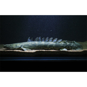 기니 폴립테루스 sp Dabola [38cm] LPR-004